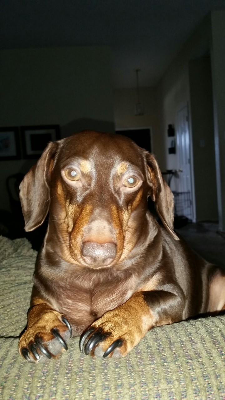 My dachshund "Chuck"