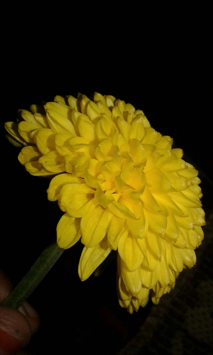 yellow flower