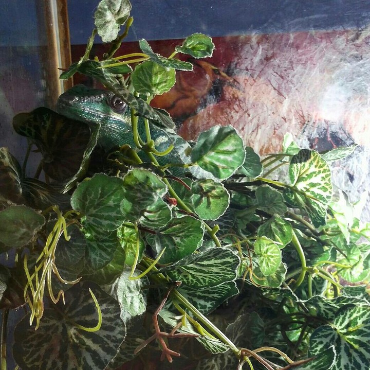 lizard