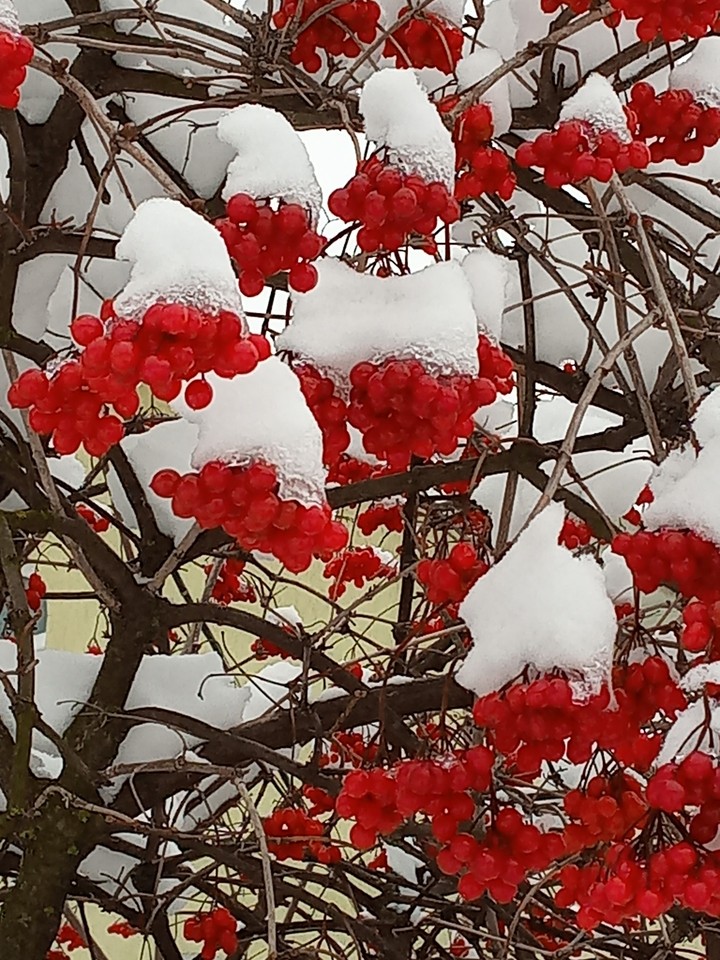guelder rose