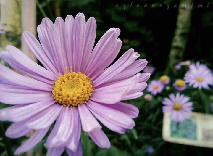 violetflowerblooms