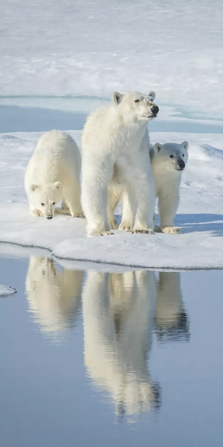 polar bears