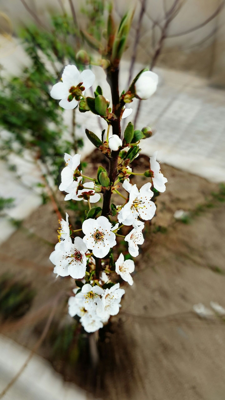 iran spring
