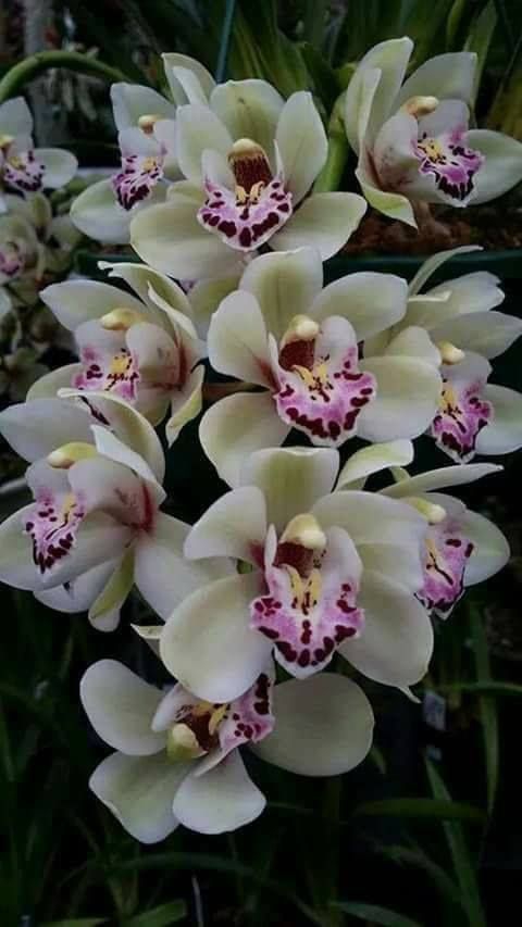 White flowers.