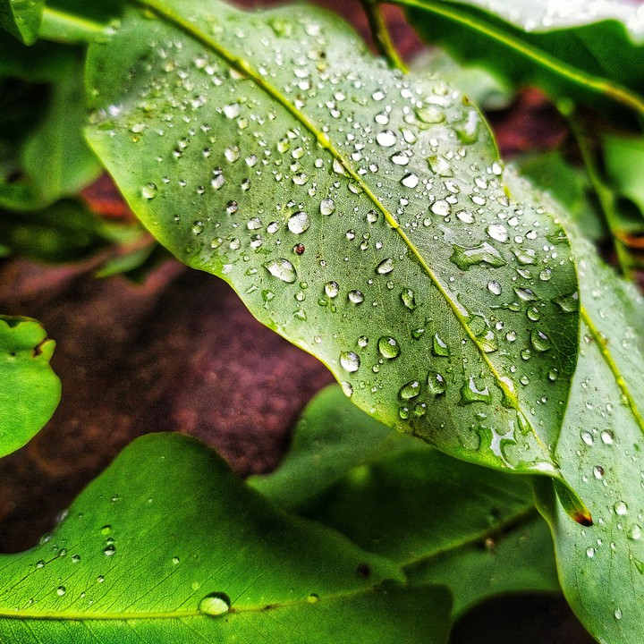 leaf