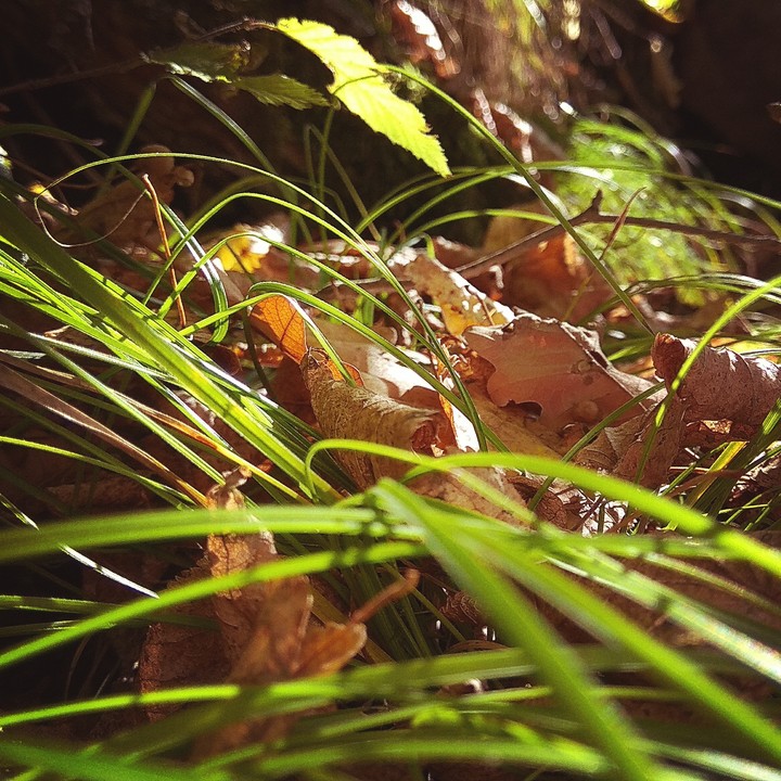 Fallen leaves