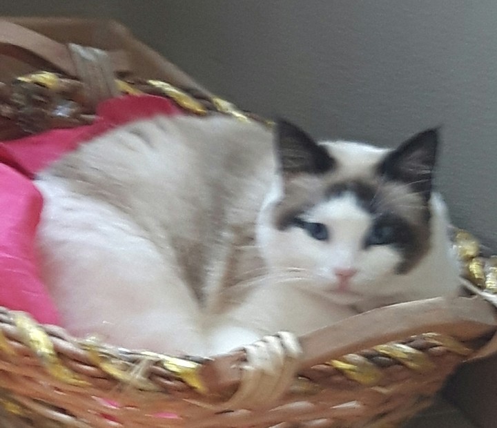 azzurra