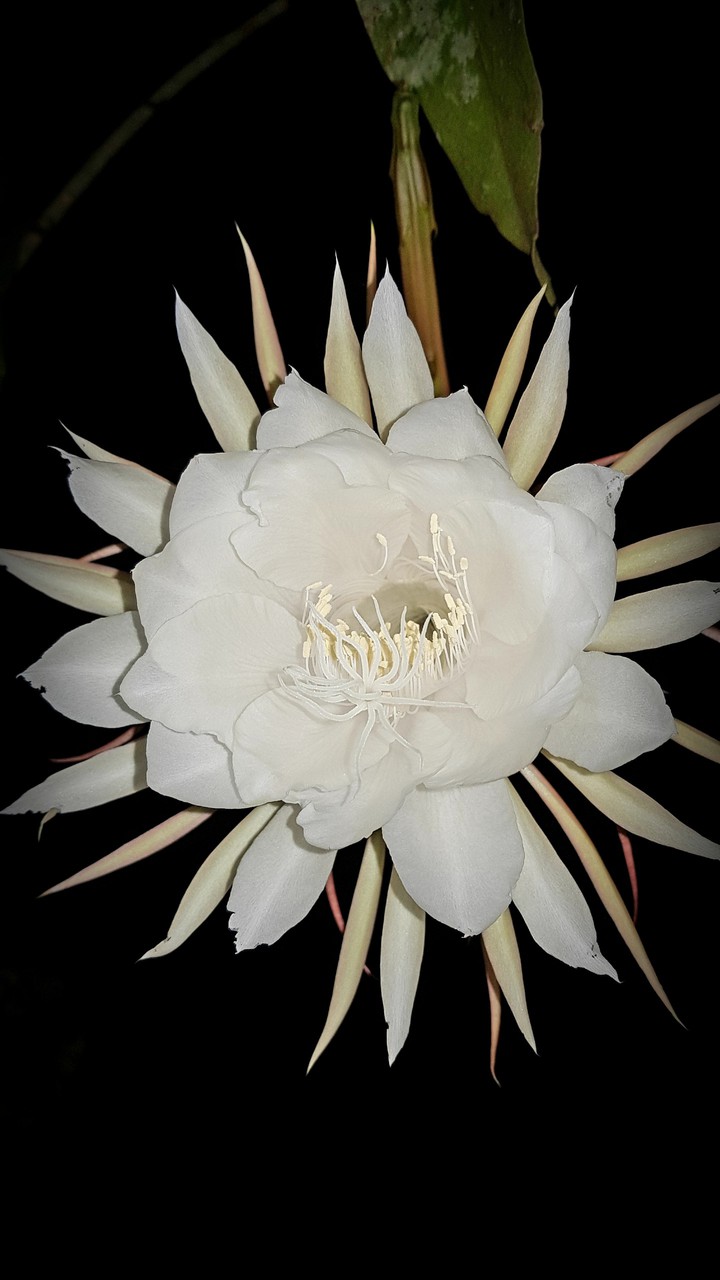 Kadupul flower (The Queen of the night)