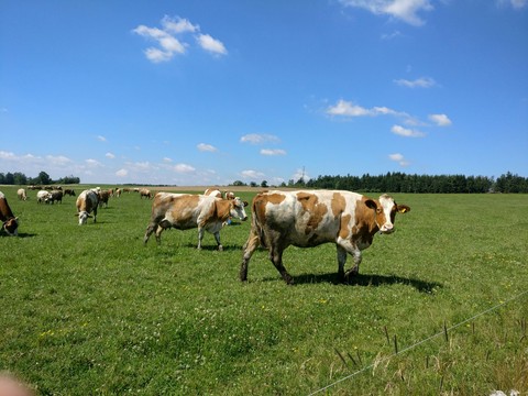 grass, sky and cows