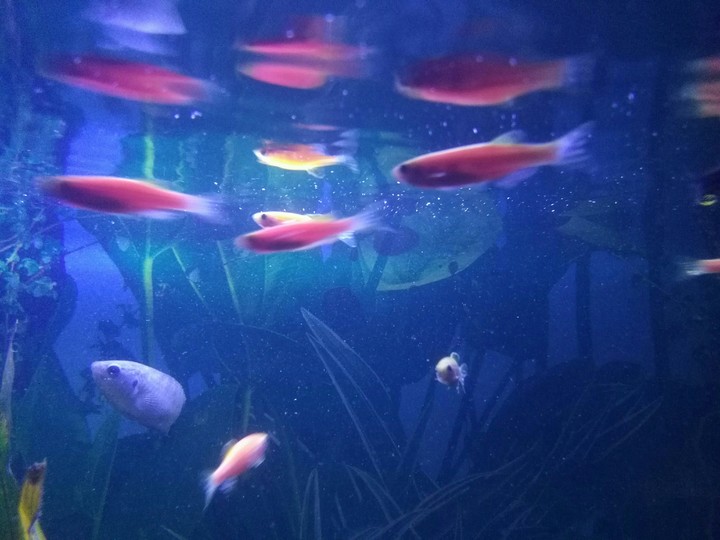 ZEBRA DANIO