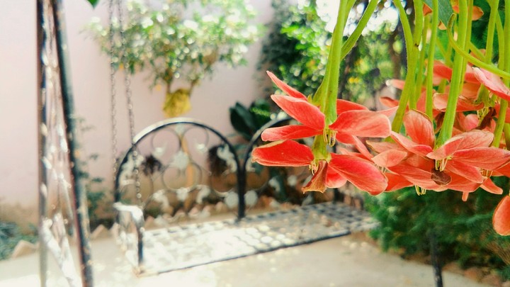 flowers