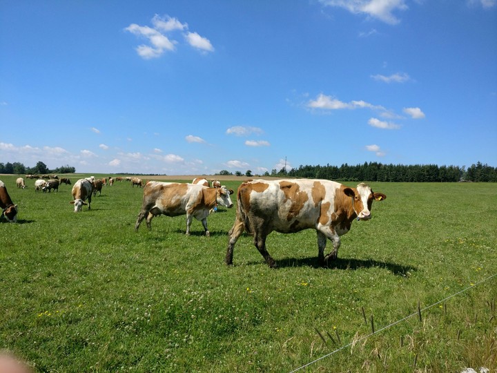 grass, sky and cows