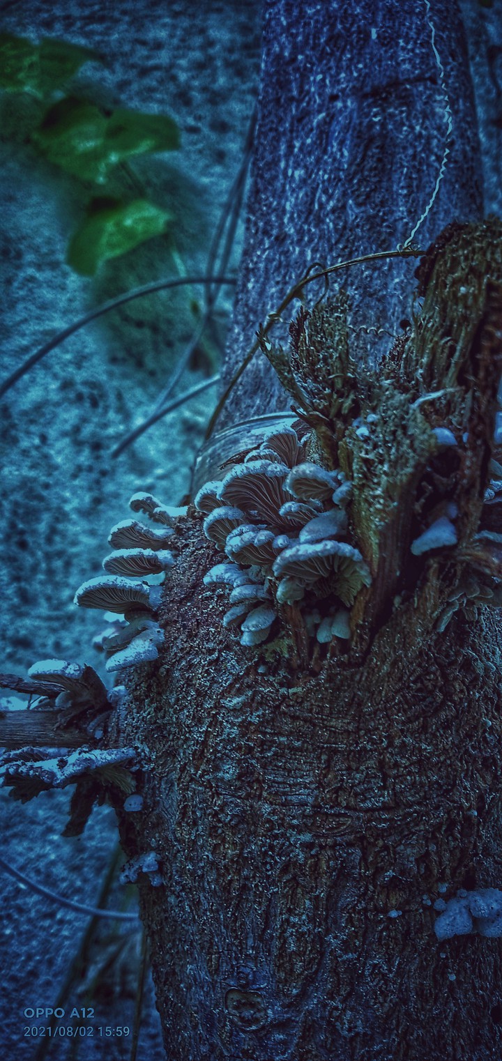 fungus