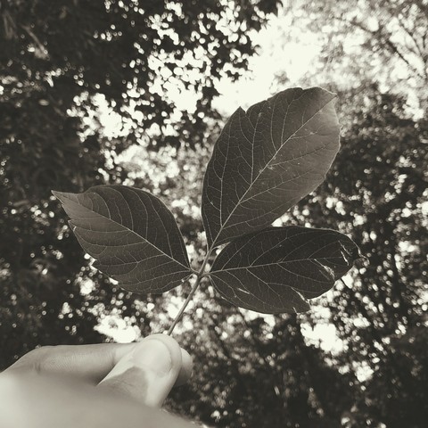 Three Leaves