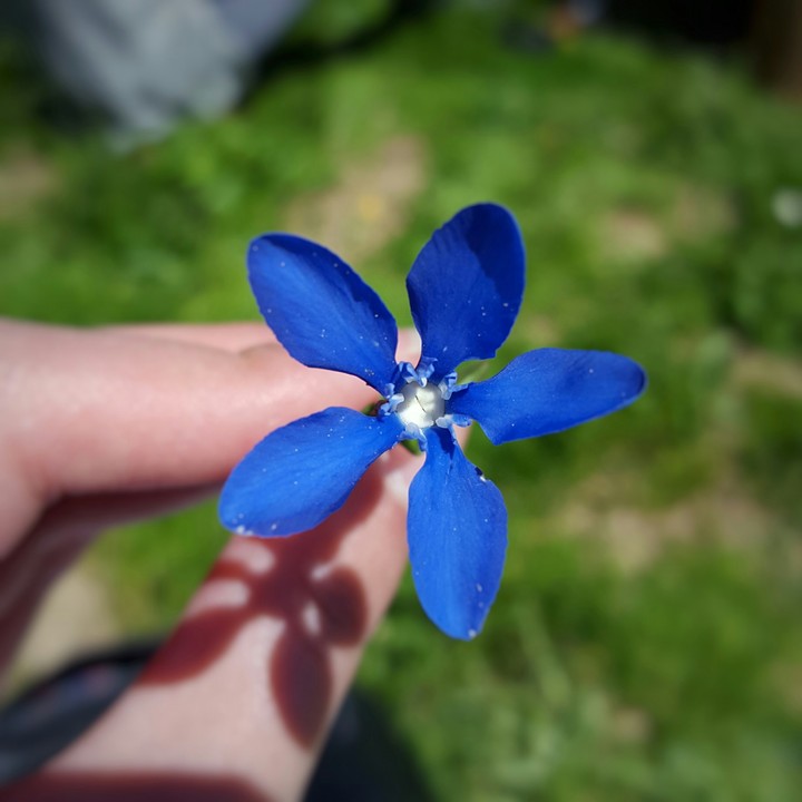Flower in color