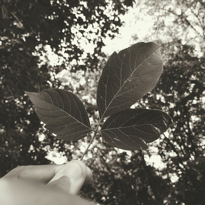 Three Leaves