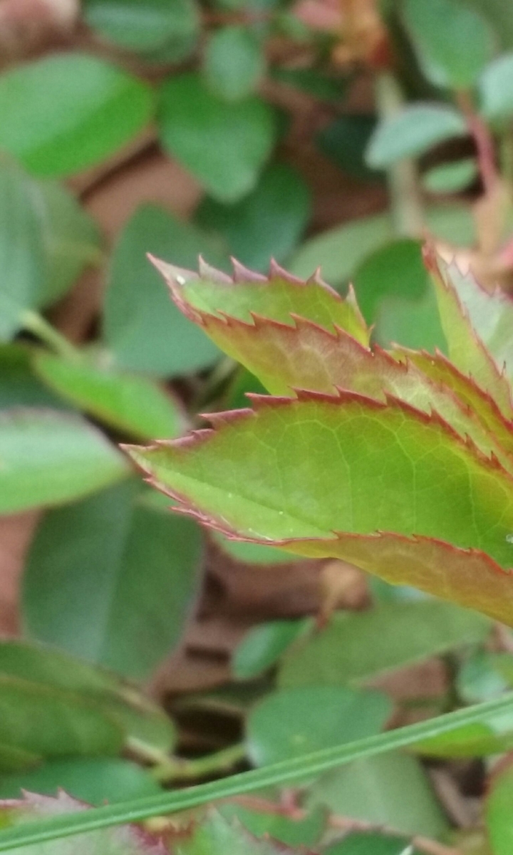 rose leaves