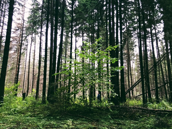 forest energy