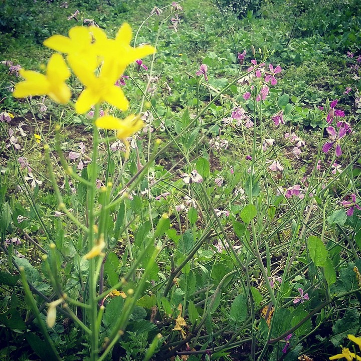 flowers