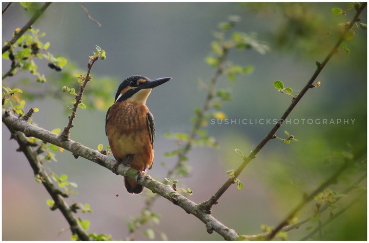 Kingfisher