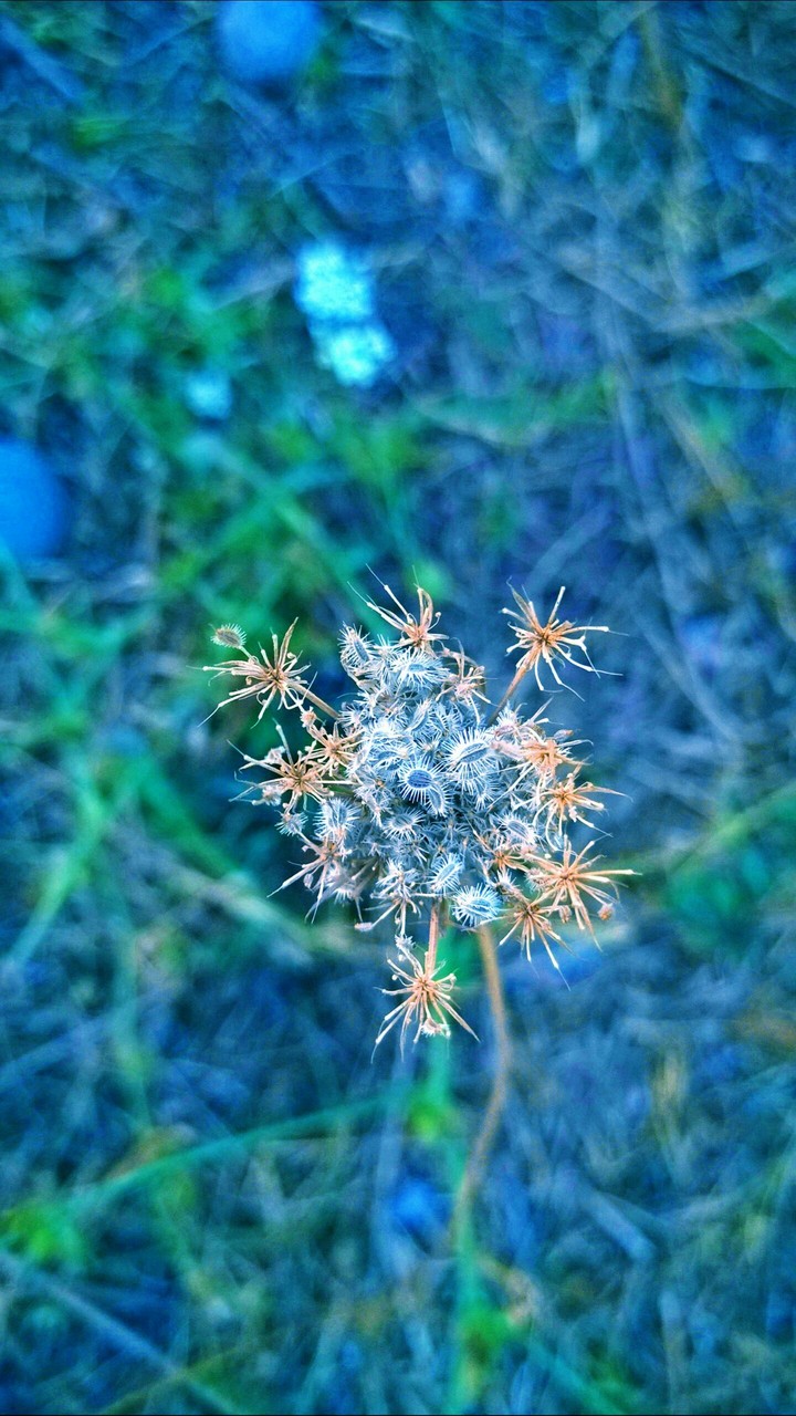 wild plants