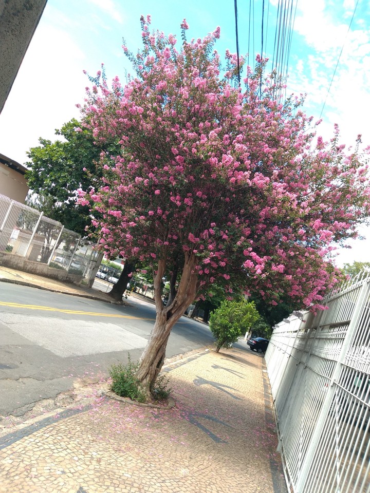Natureza e Cidade