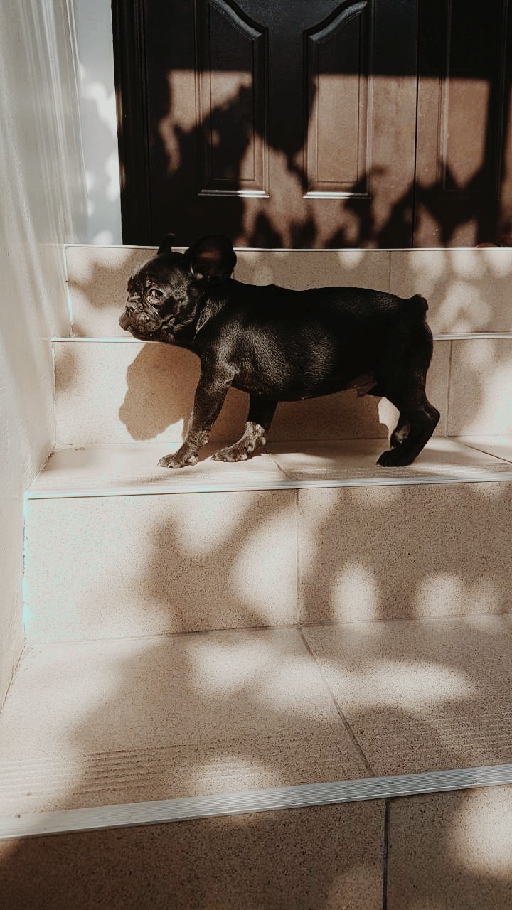 dog