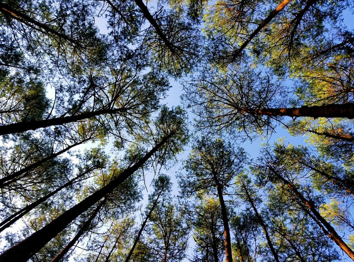 BOSQUE DE PINOS VISTA CIELO , TEJOCOTAL, PUEBLA.