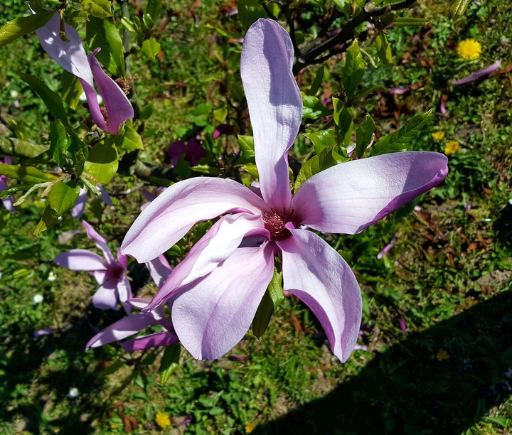 Flower