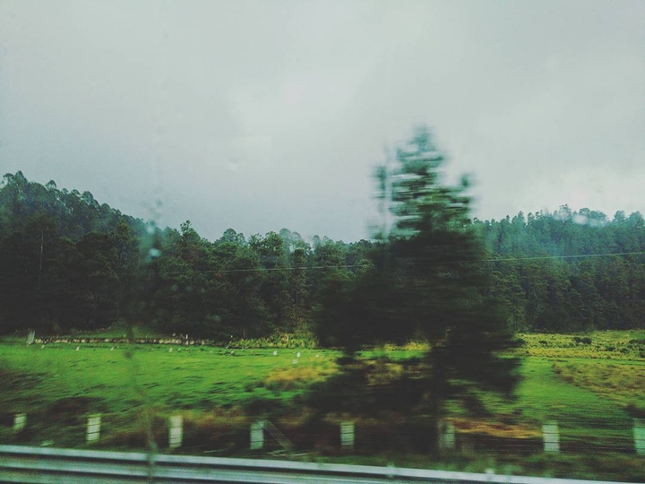 Forest
