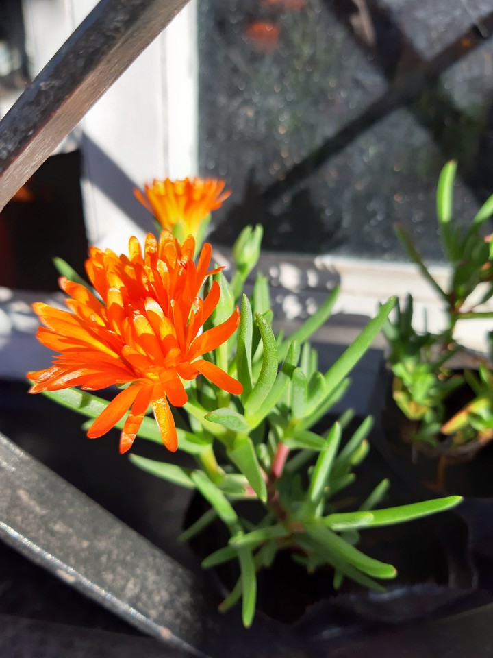 rayito de sol