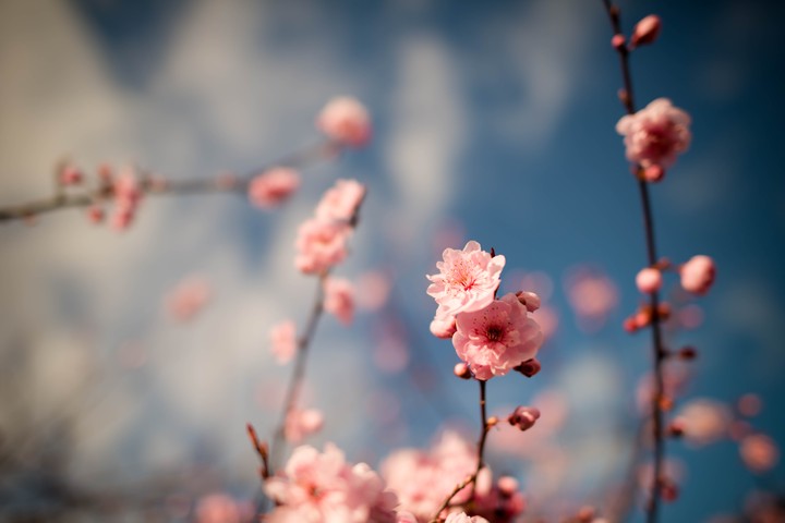Cherry Tree