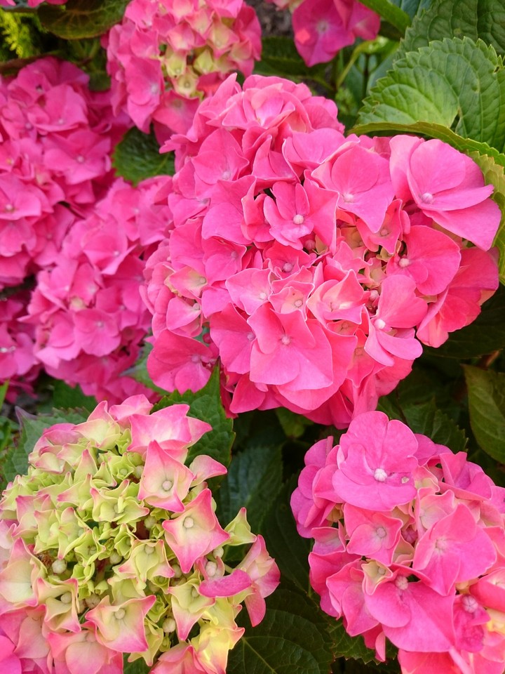 Hortensie