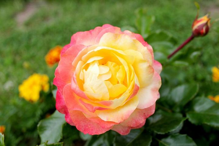 floribunda