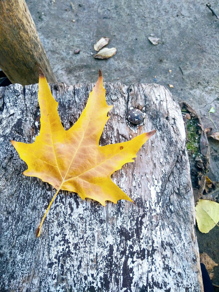 The best season:autumn