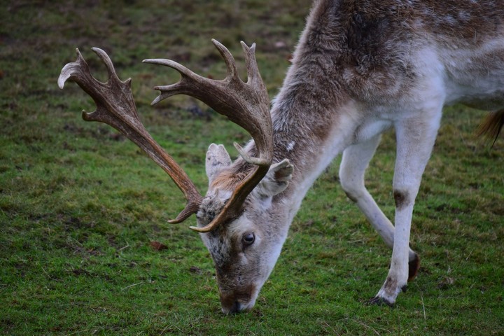 roe Deer