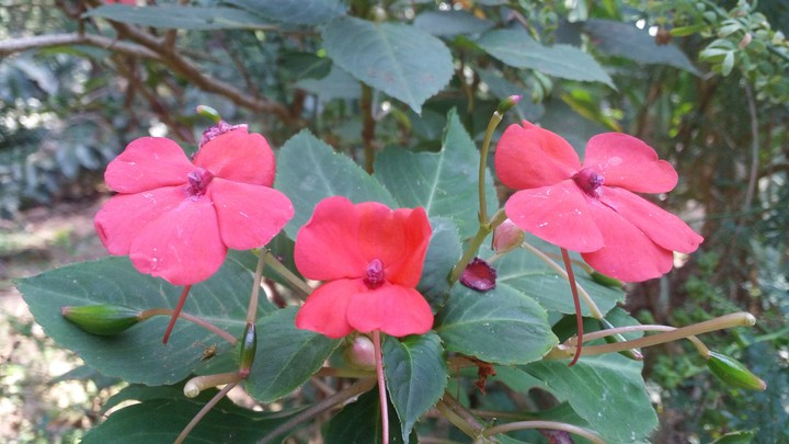 Pink Flowers