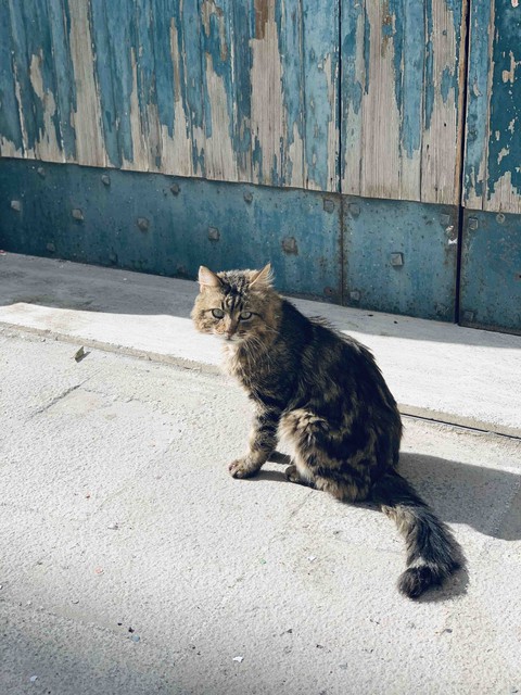 gattino abandonado ?