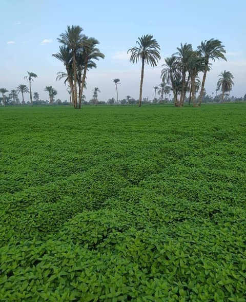 حقول النعناع .. بني سويف مصر ❤