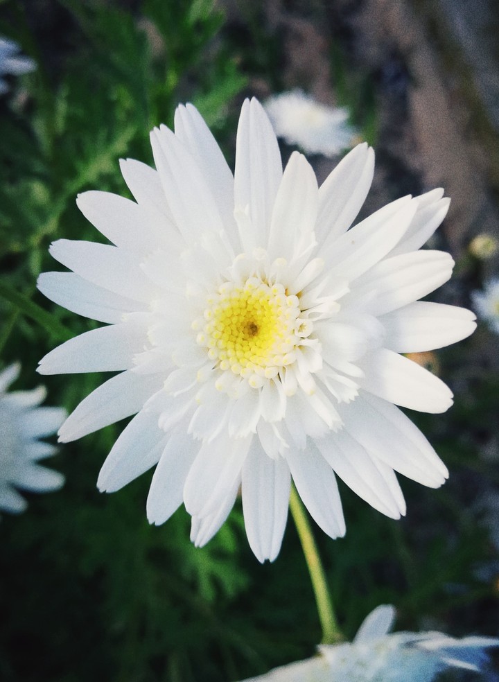 White Spring!