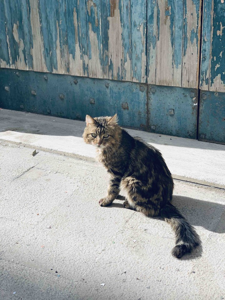 gattino abandonado ?