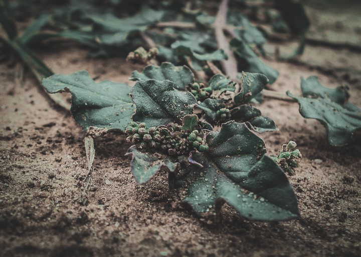 || Macro Berries ||