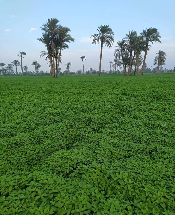 حقول النعناع
 .. بني سويف مصر ❤