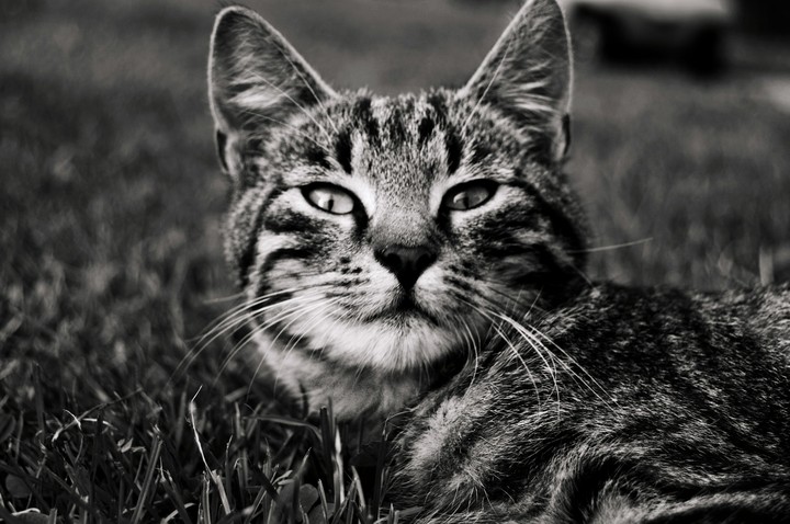 grey cat