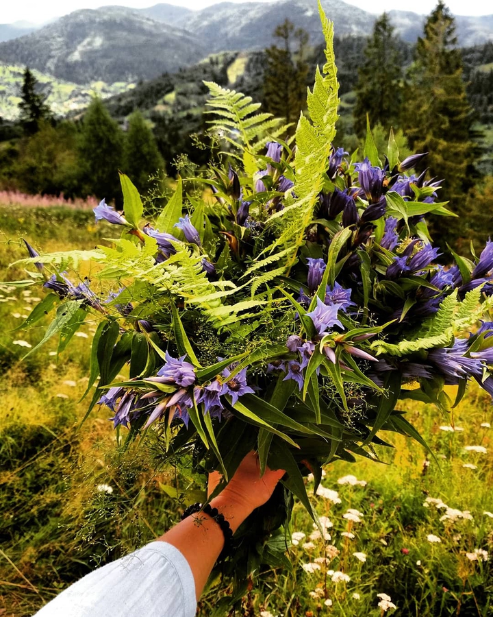 mountain flowers