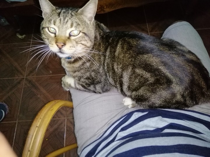 little zazou