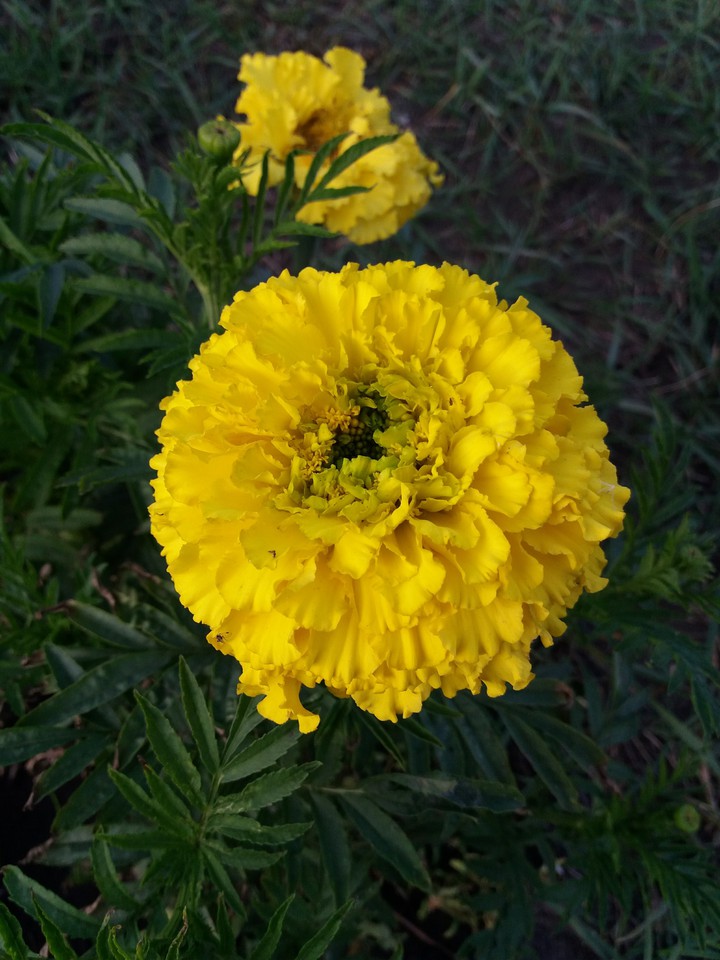 Saffron