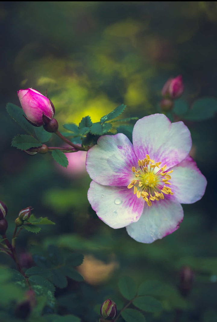 tea Rose