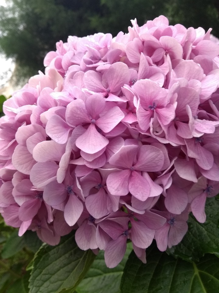 serie Hortensia