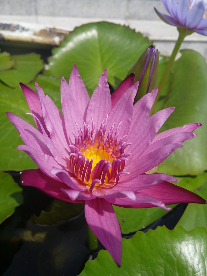 Pretty Pinky Lotus